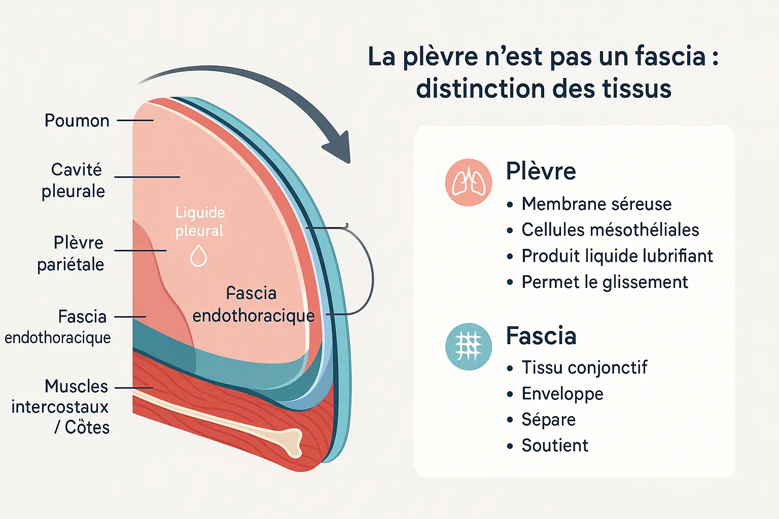 Schéma illustrant la distinction entre la plèvre et le fascia endothoracique